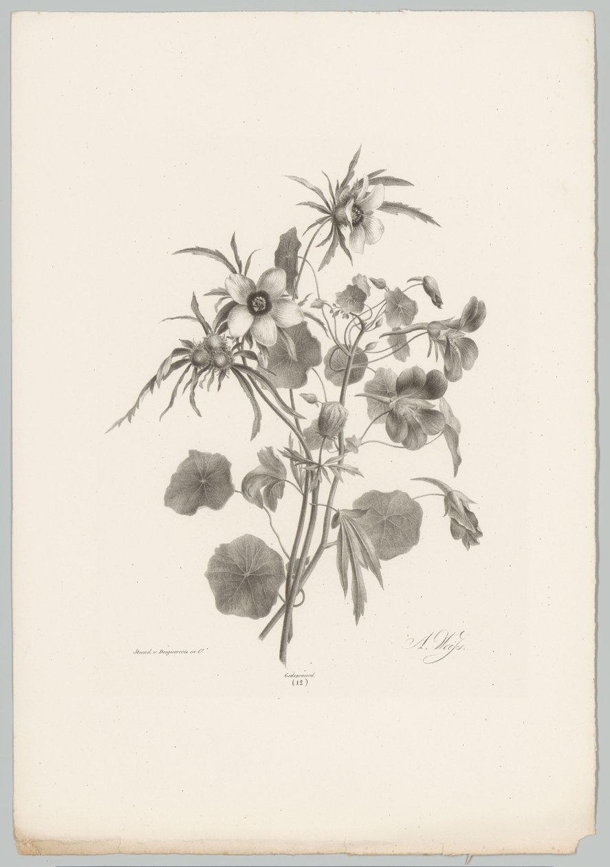 Diverse bloemen door Anton Weiss