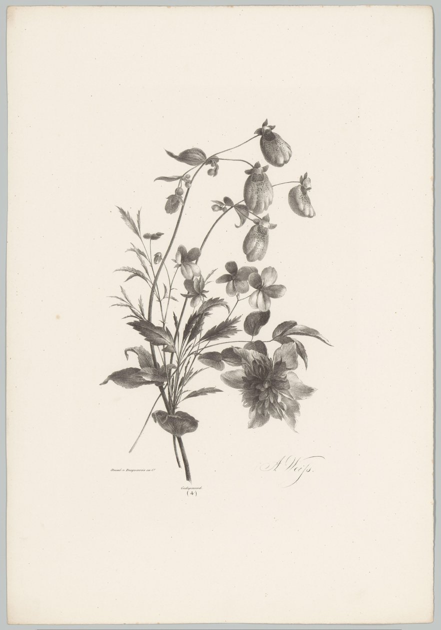 Diverse bloemen door Anton Weiss