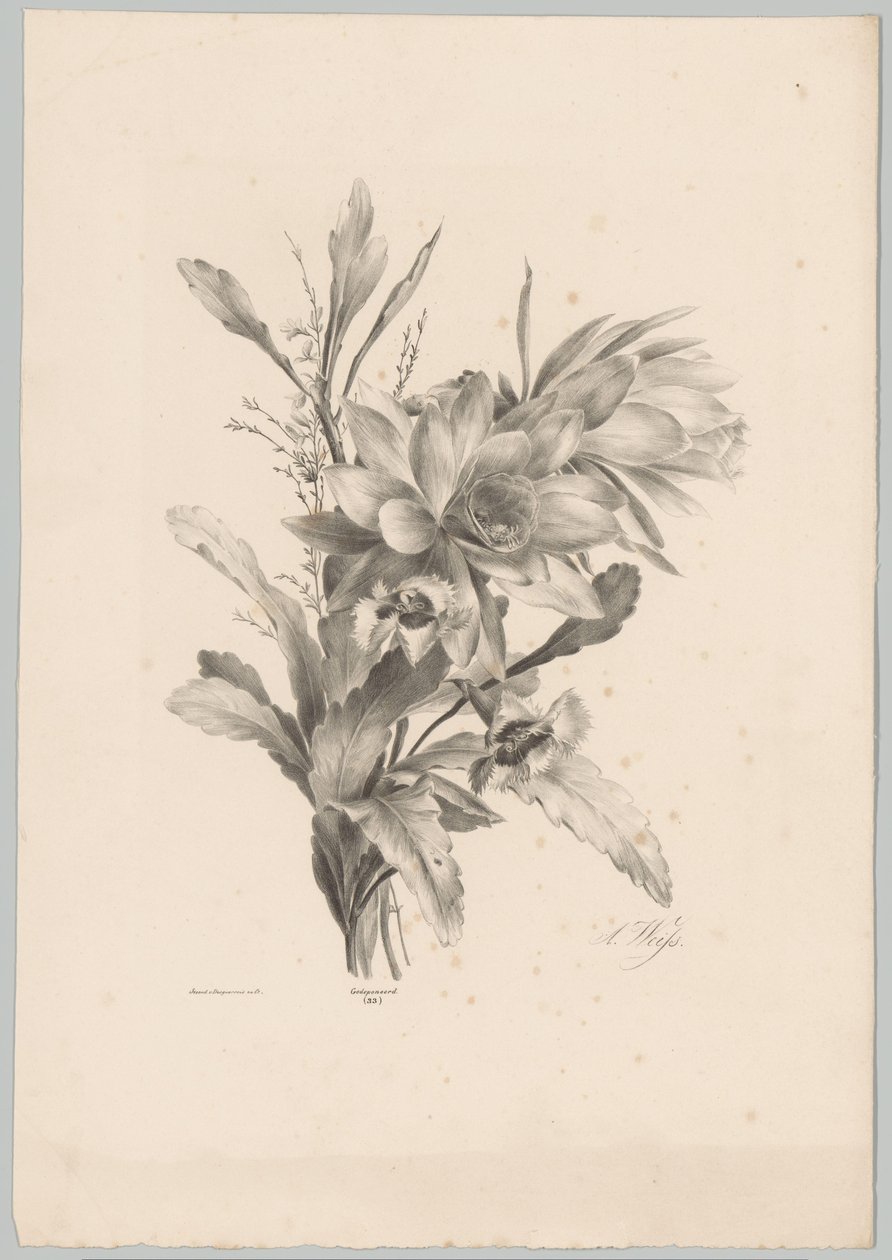 Diverse bloemen door Anton Weiss