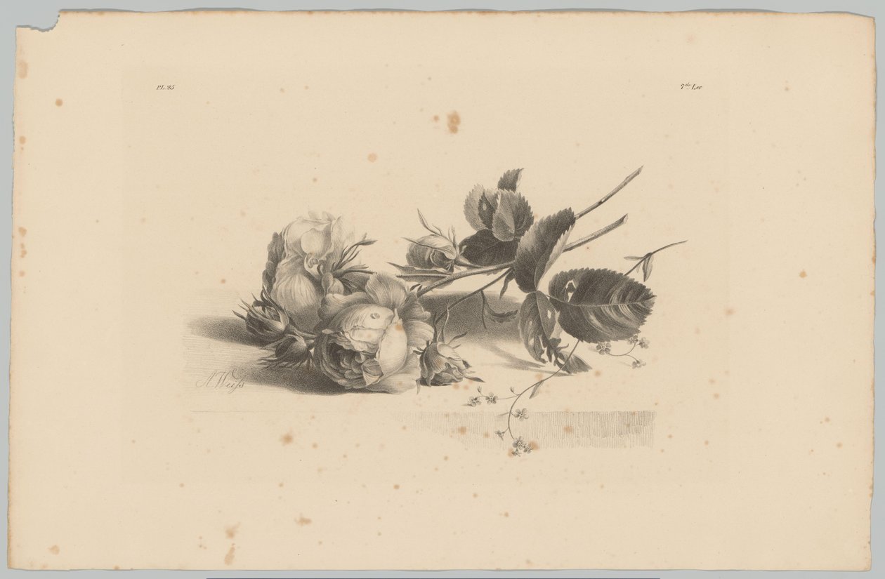Rozen door Anton Weiss