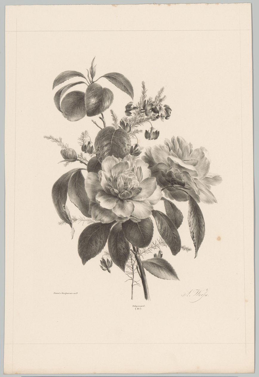 Rozen en andere bloemen door Anton Weiss