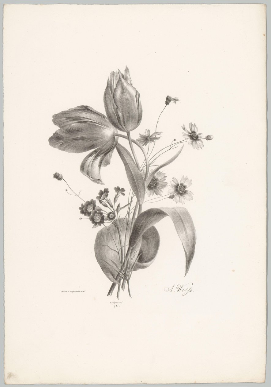 Tulpen en margrieten door Anton Weiss