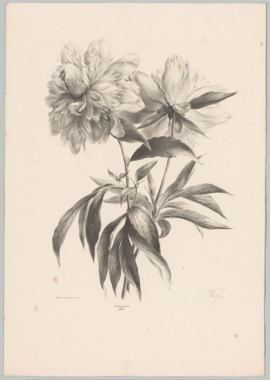 Twee bloemen door Anton Weiss