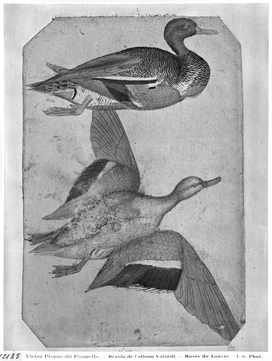 Eenden, uit het Vallardi Album door Antonio Pisanello