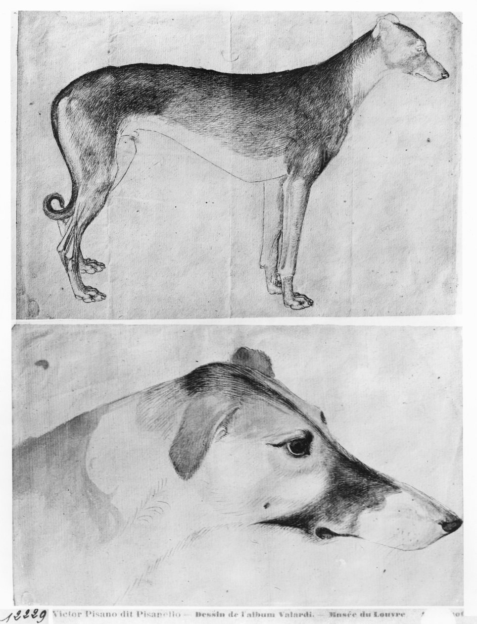 Windhond en hoofd van een windhond, uit het Vallardi Album door Antonio Pisanello