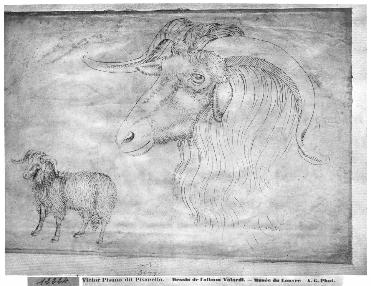Ram en kop van een ram, uit het Vallardi Album door Antonio Pisanello