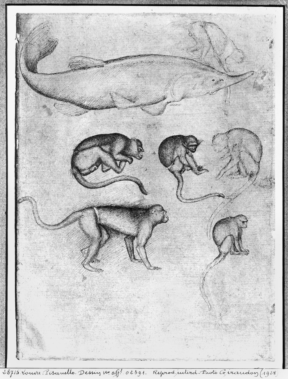 Zes apen en een steur, uit het Vallardi Album door Antonio Pisanello