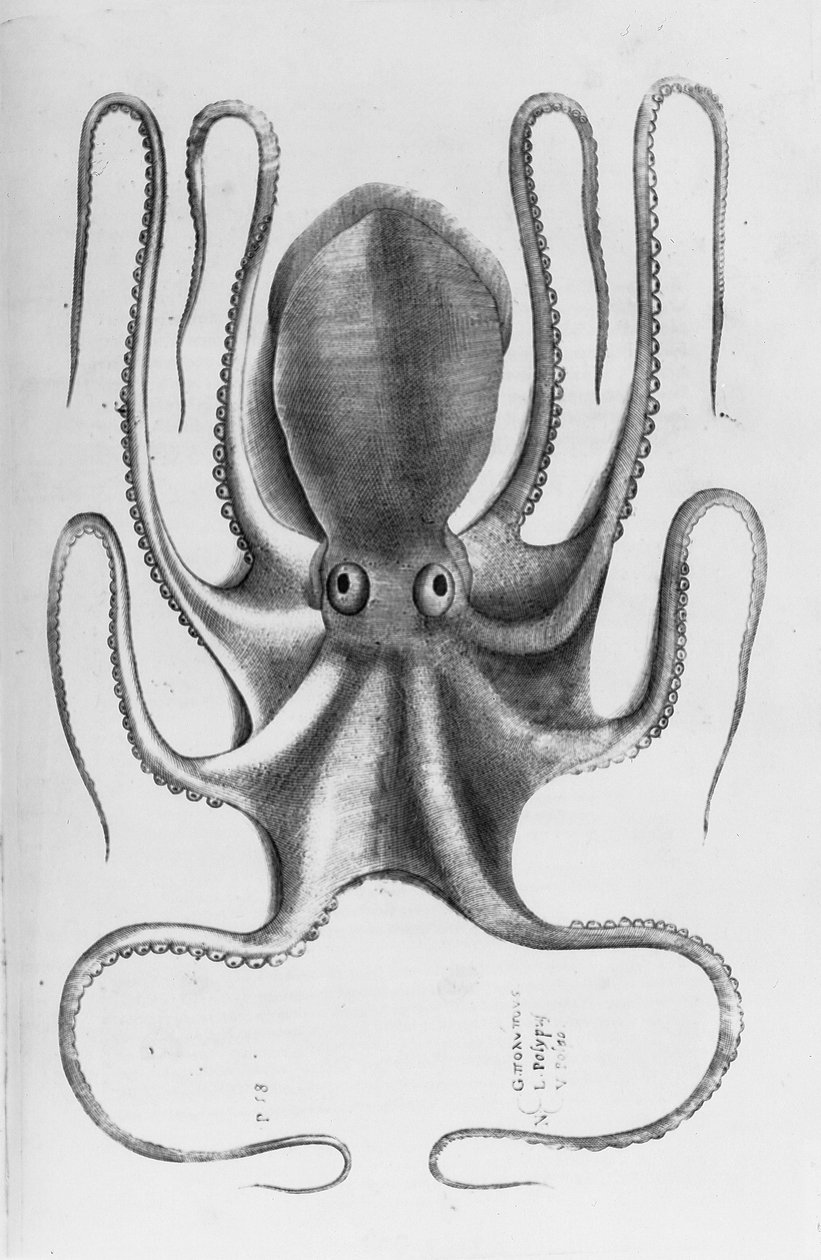 Illustratie uit "Aquatilium animalium historiae, liber primus" door Ippolito Salviani, 1554 door Antonio Lafreri