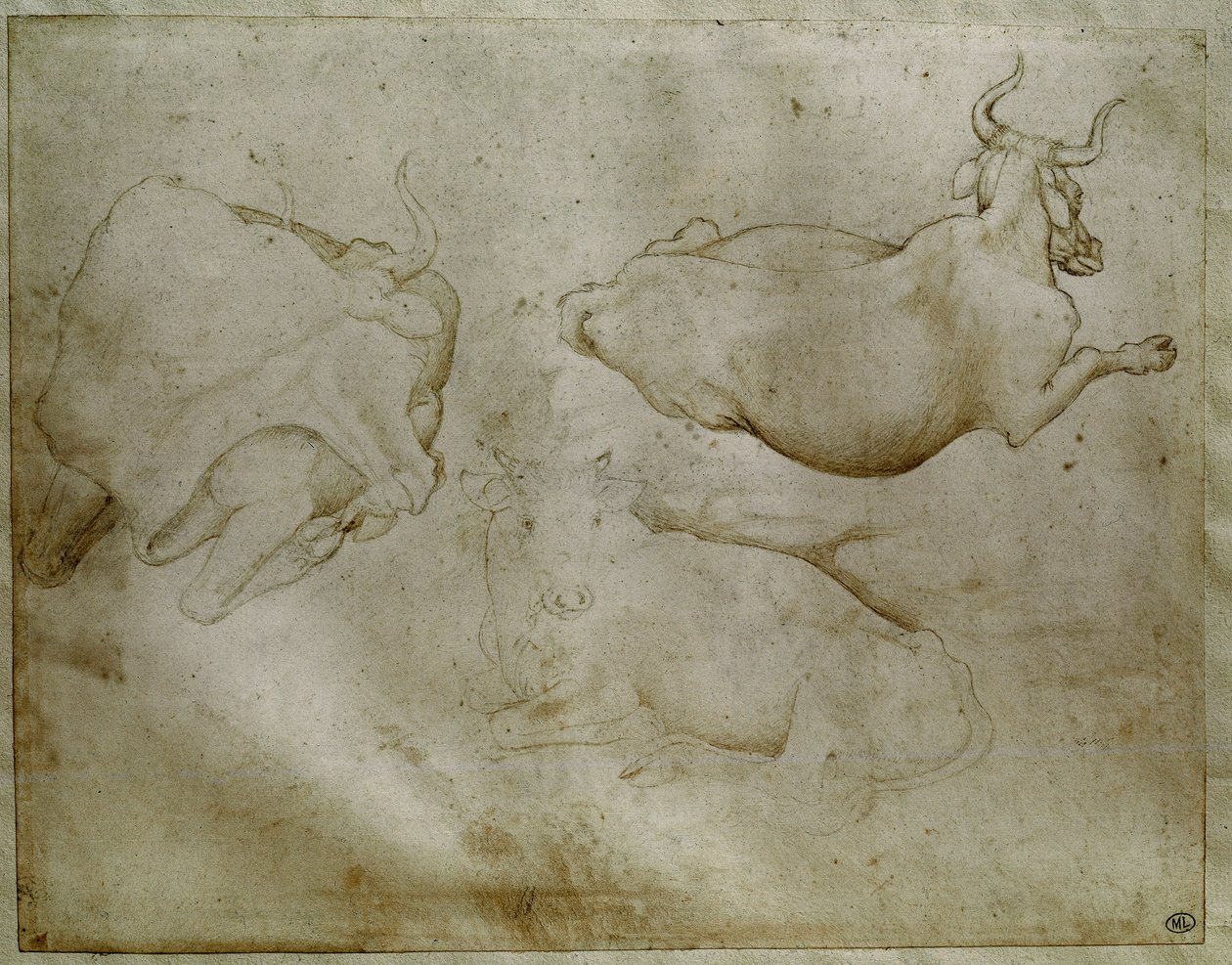 Twee koeien en een jeneverbes. Tekening door Antonio di Puccio Pisano, genaamd Pisanello door Antonio Pisanello