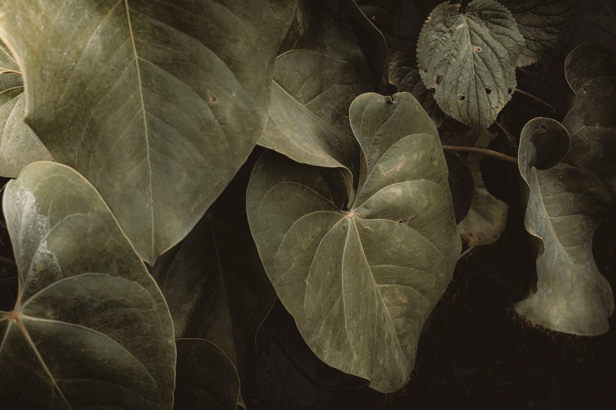 Anthurium Andraeanum, XVI e, Petrópolis, Rio de Janeiro, Brazilië, 2025 (foto) door Antonio Schubert