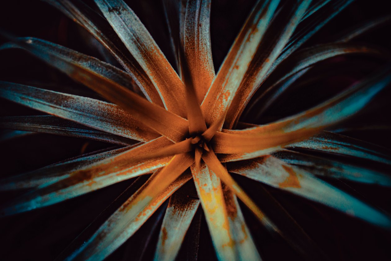 Bromelioideae, 2015 (digitale foto) door Antonio Schubert