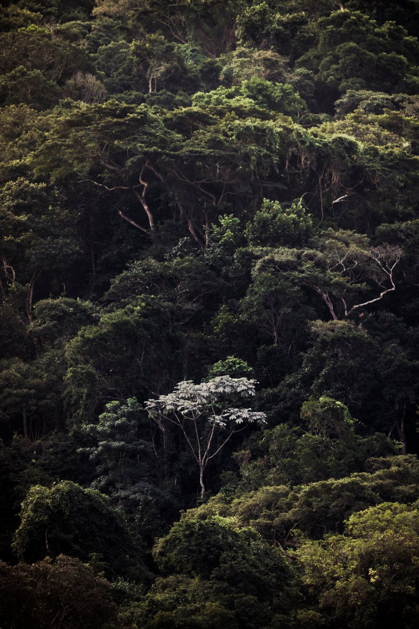  door Antonio Schubert