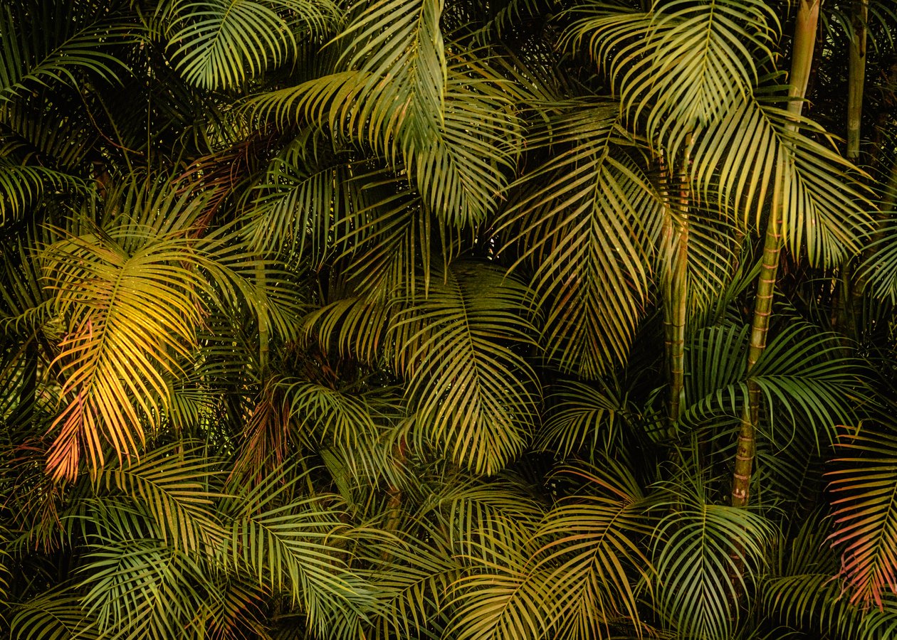 Palm Tree IV, 2024 (foto) door Antonio Schubert