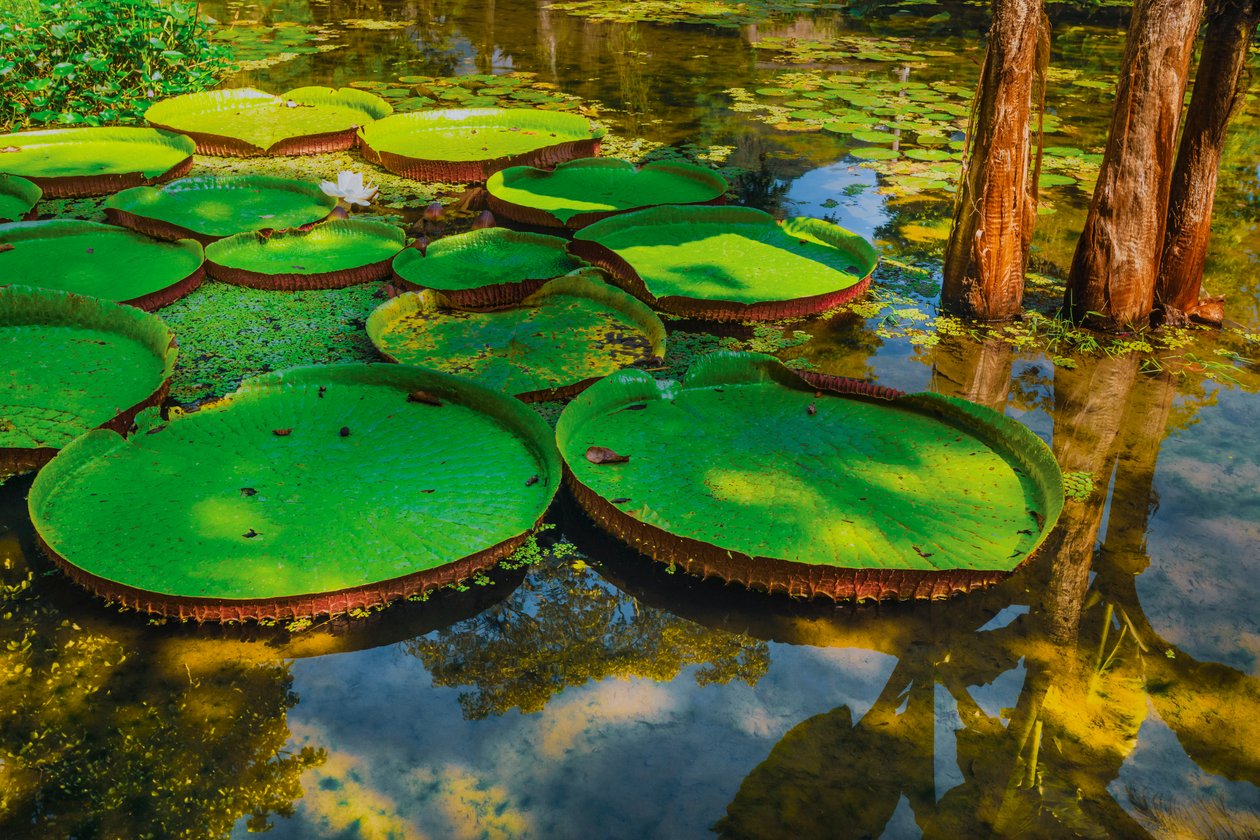 Victoria Amazonica, 2024 (digitale fotografie) door Antonio Schubert