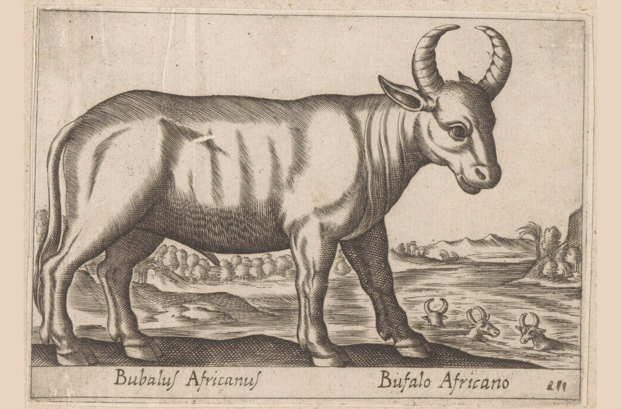 Afrikaanse buffel door Antonio Tempesta