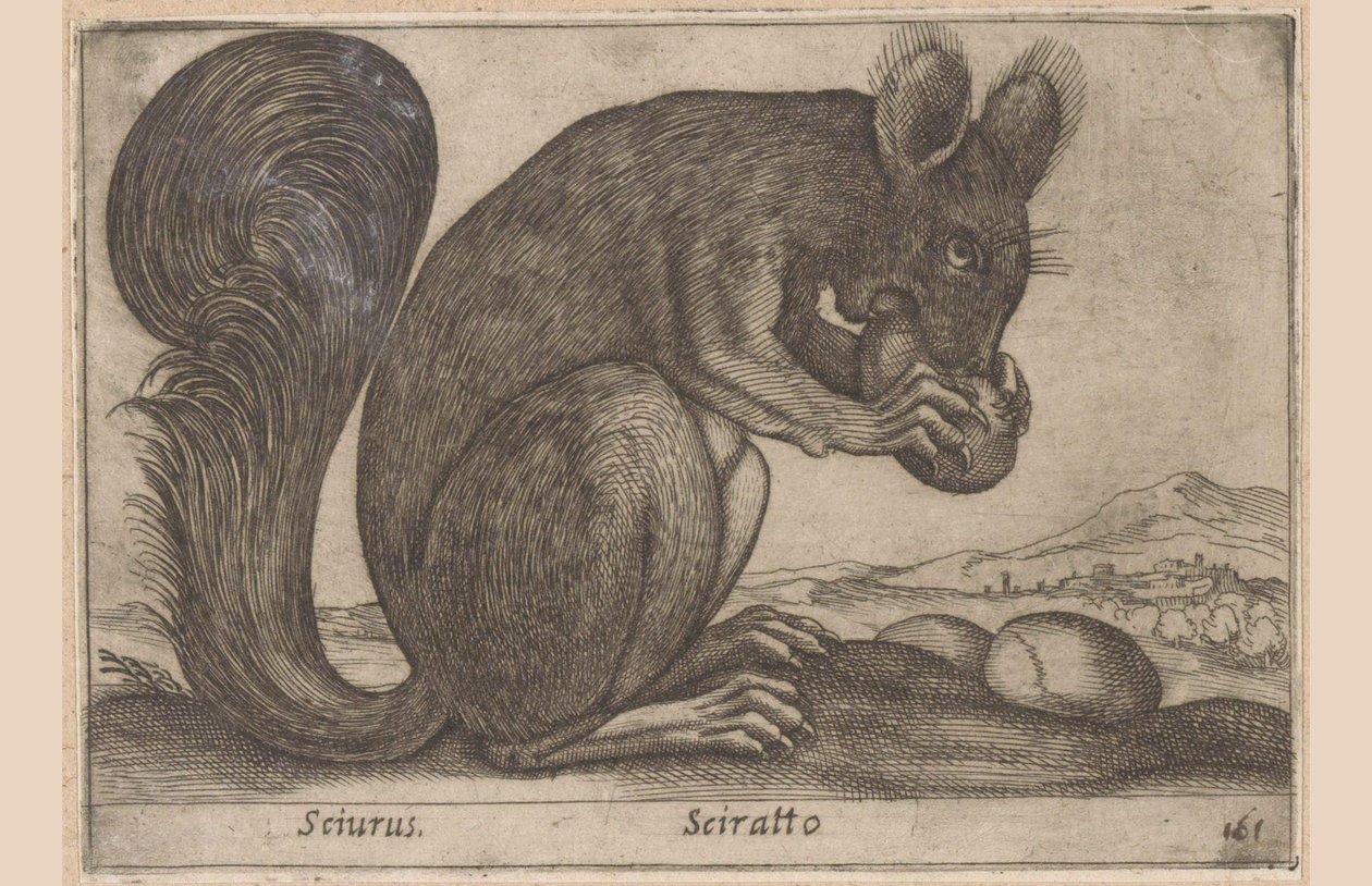 Eekhoorn (Dieren en fabelwezens) door Antonio Tempesta