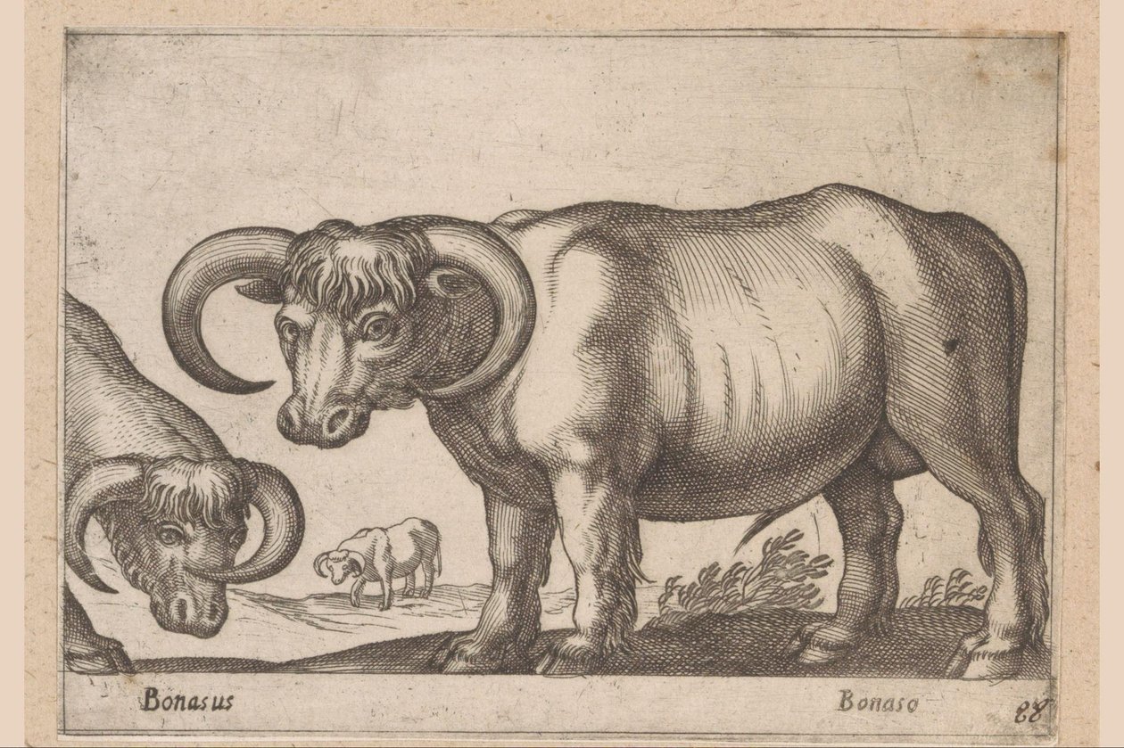 Runderen door Antonio Tempesta
