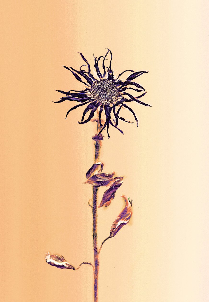 Oude bloem - abrikoos, 2025 (foto) door Antonius Antonius