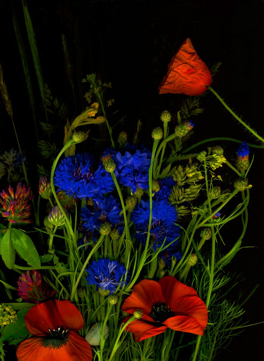 Origineel boeket, 2025 (foto) door Antonius Antonius