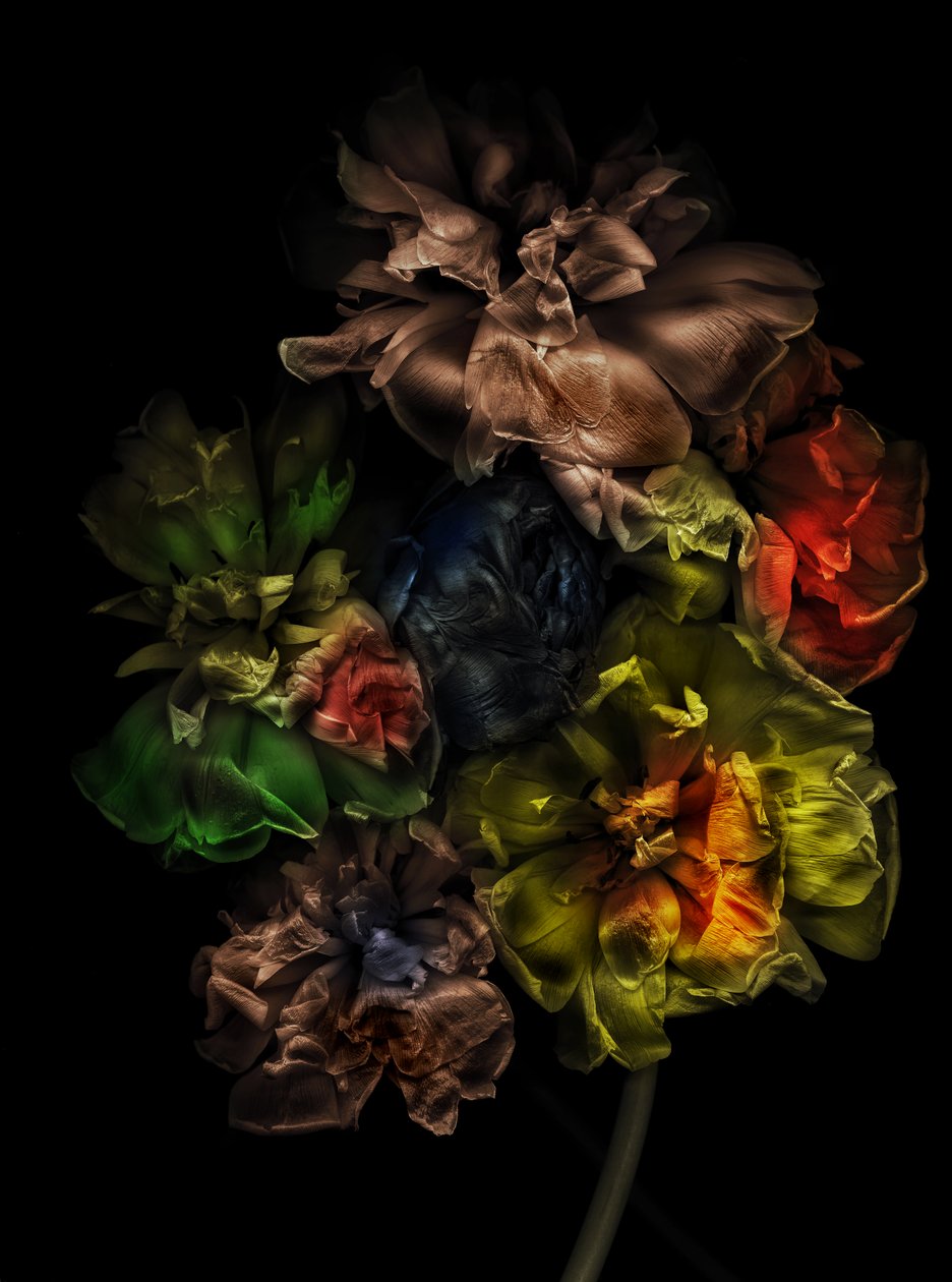 Bloemen 13-1, 2025 (foto) door Antonius Antonius