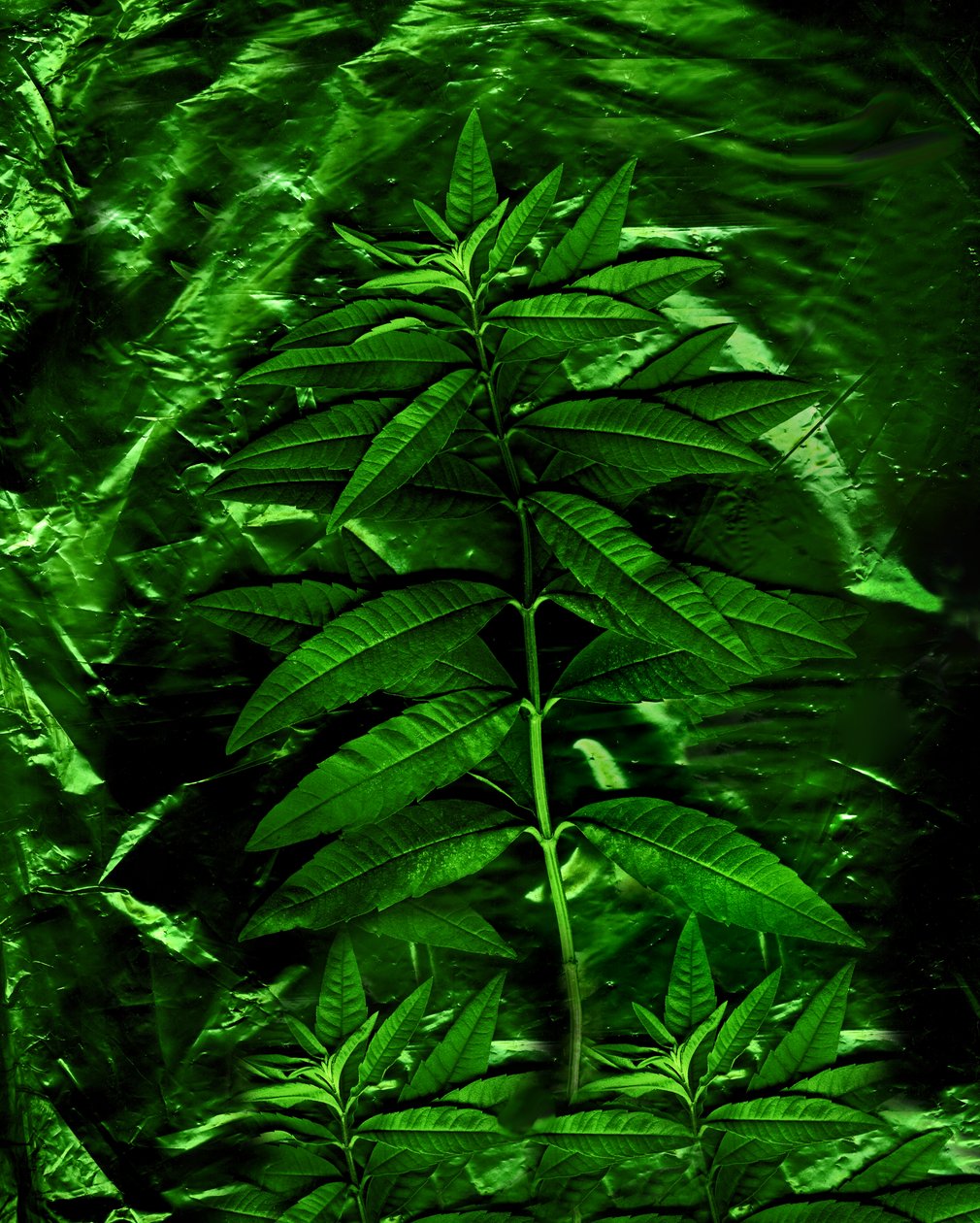  door Antonius Antonius