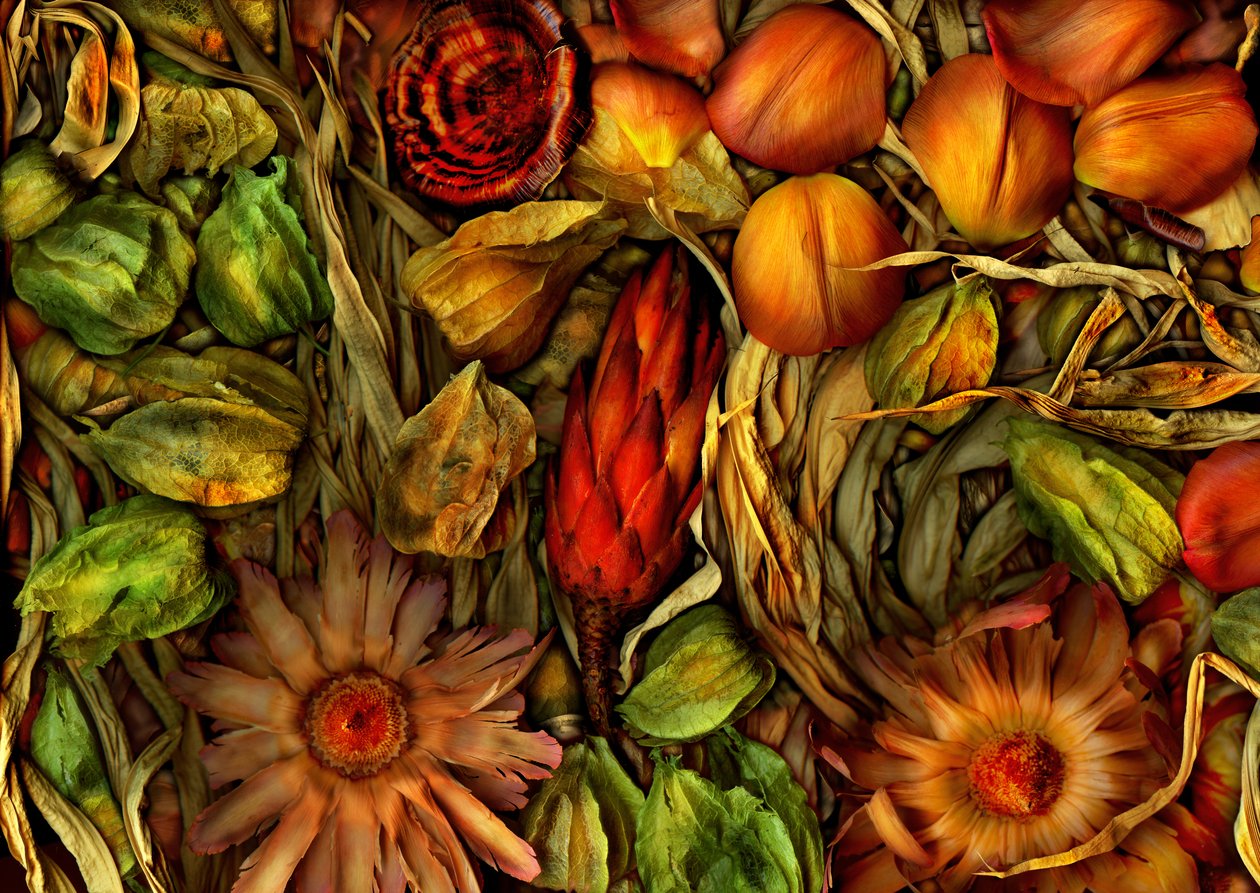 Tovertuin-jungle 3, 2013 (foto) door Antonius Antonius