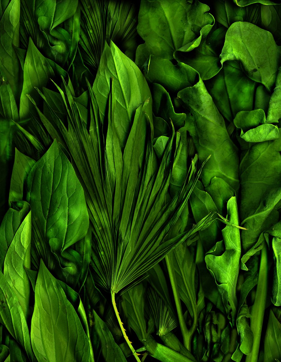 Tovertuin nr.6-3, 2020 (foto) door Antonius Antonius