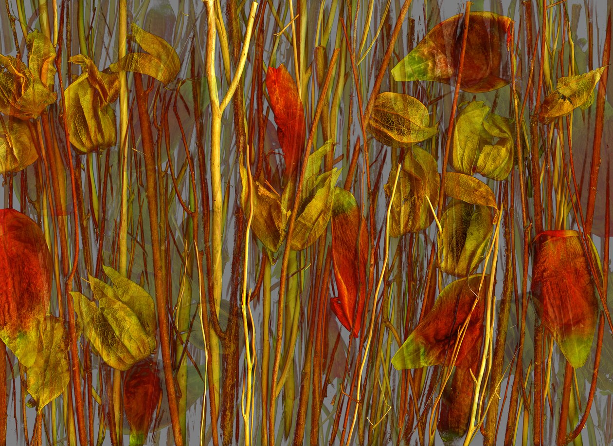 Het geheime hout, 2014 (foto) door Antonius Antonius