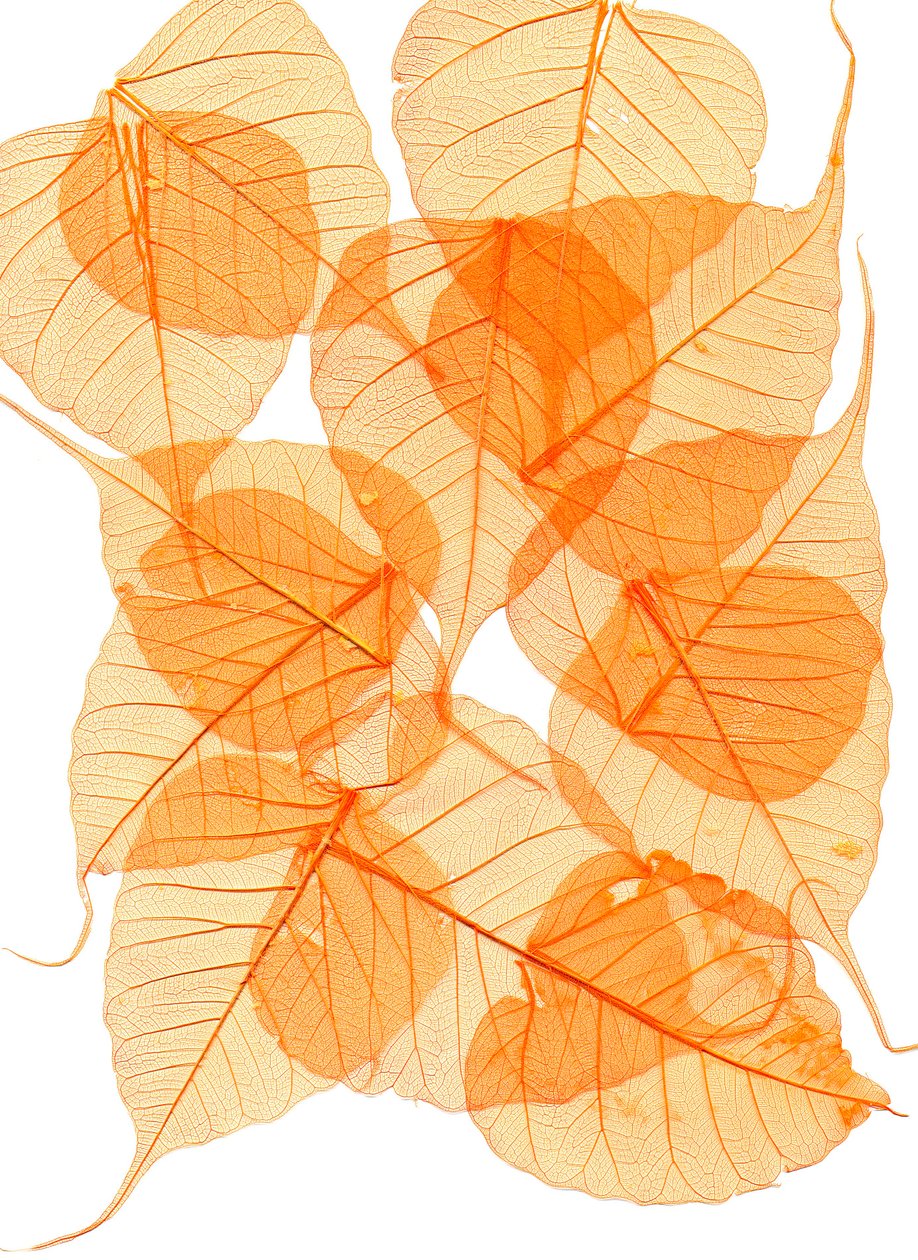 gebladerte door Antonius Antonius