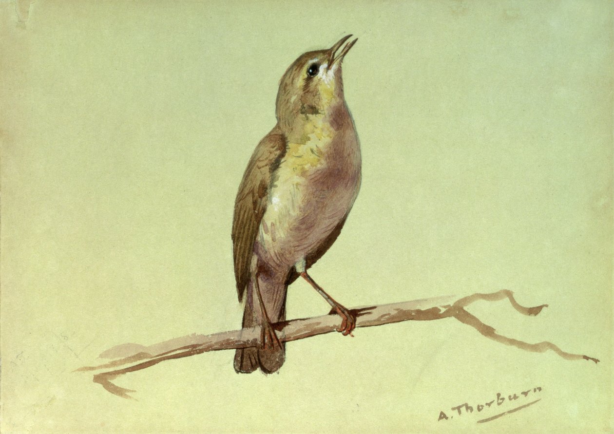 Een Leeuwerik door Archibald Thorburn