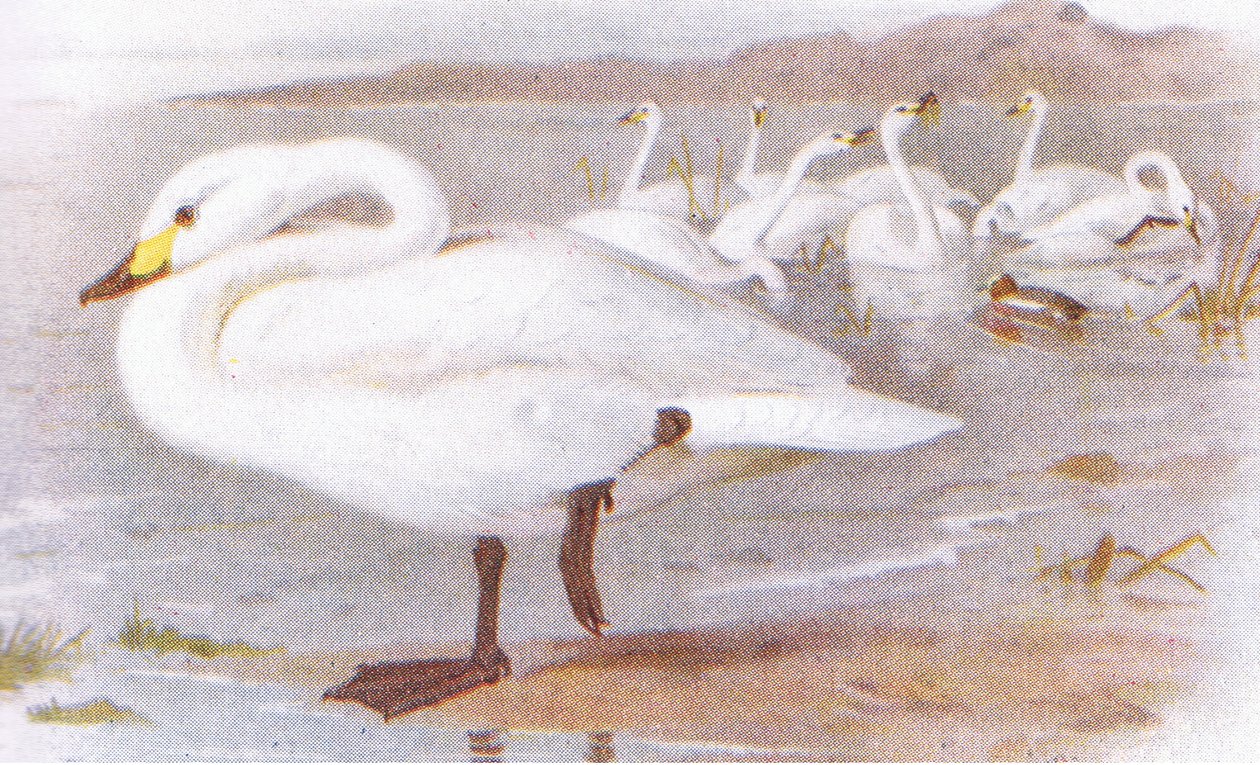 Bewicks zwaan door Archibald Thorburn