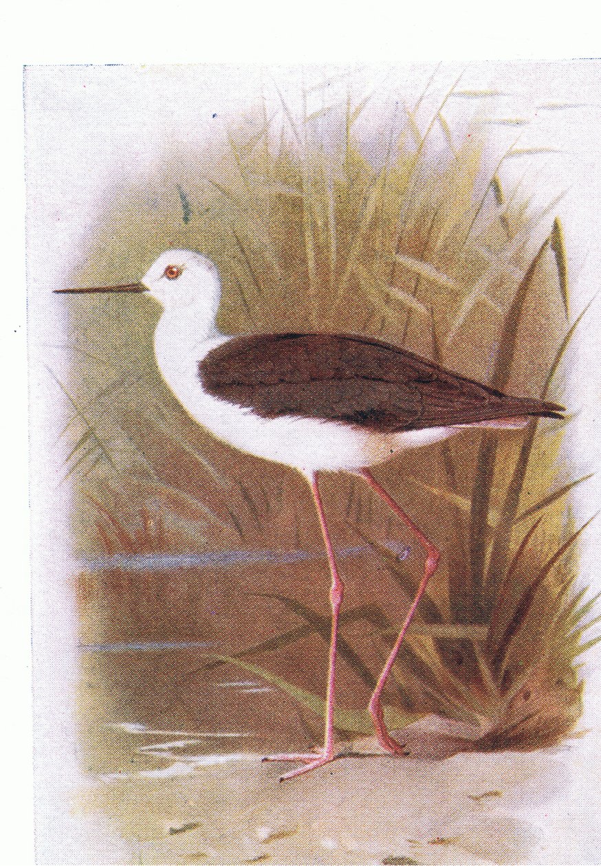 Steltkluut, uit Birds of the British Isles and Their Eggs gepubliceerd door Frederick Warne & Co Ltd, 1958 door Archibald Thorburn