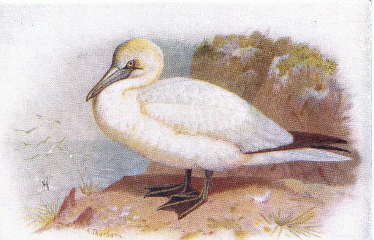Jan-van-gent door Archibald Thorburn