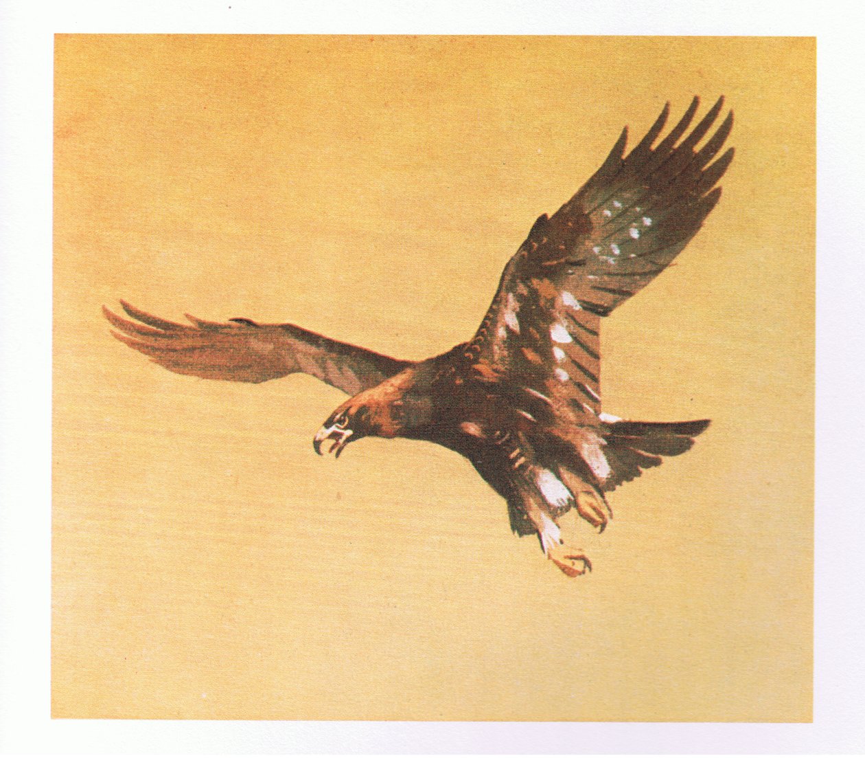Steenarendstudies, uitgegeven door Book Club Associates, 1972 door Archibald Thorburn