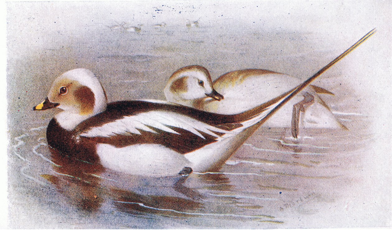 Langstaart eend door Archibald Thorburn