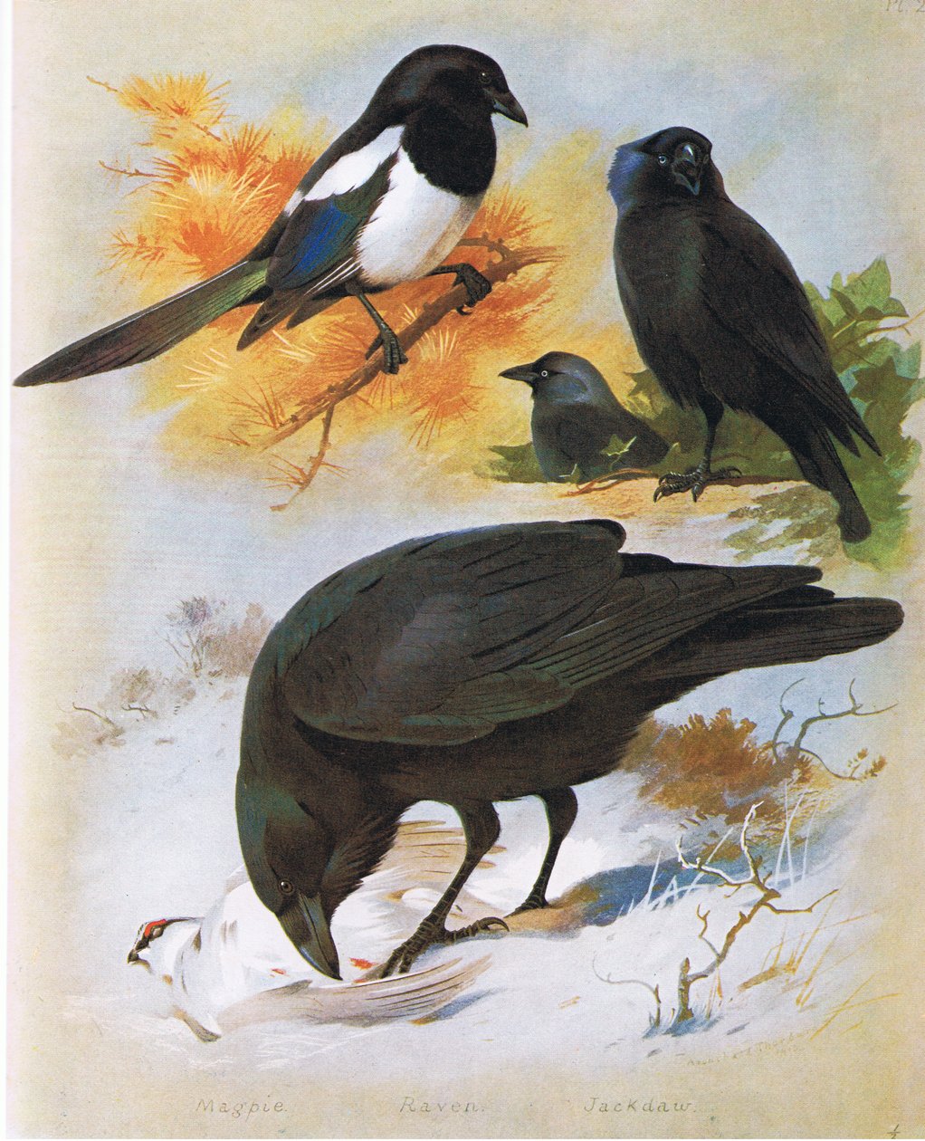 Ekster, Raaf en Kauw, uitgegeven door Book Club Associates, 1972 door Archibald Thorburn