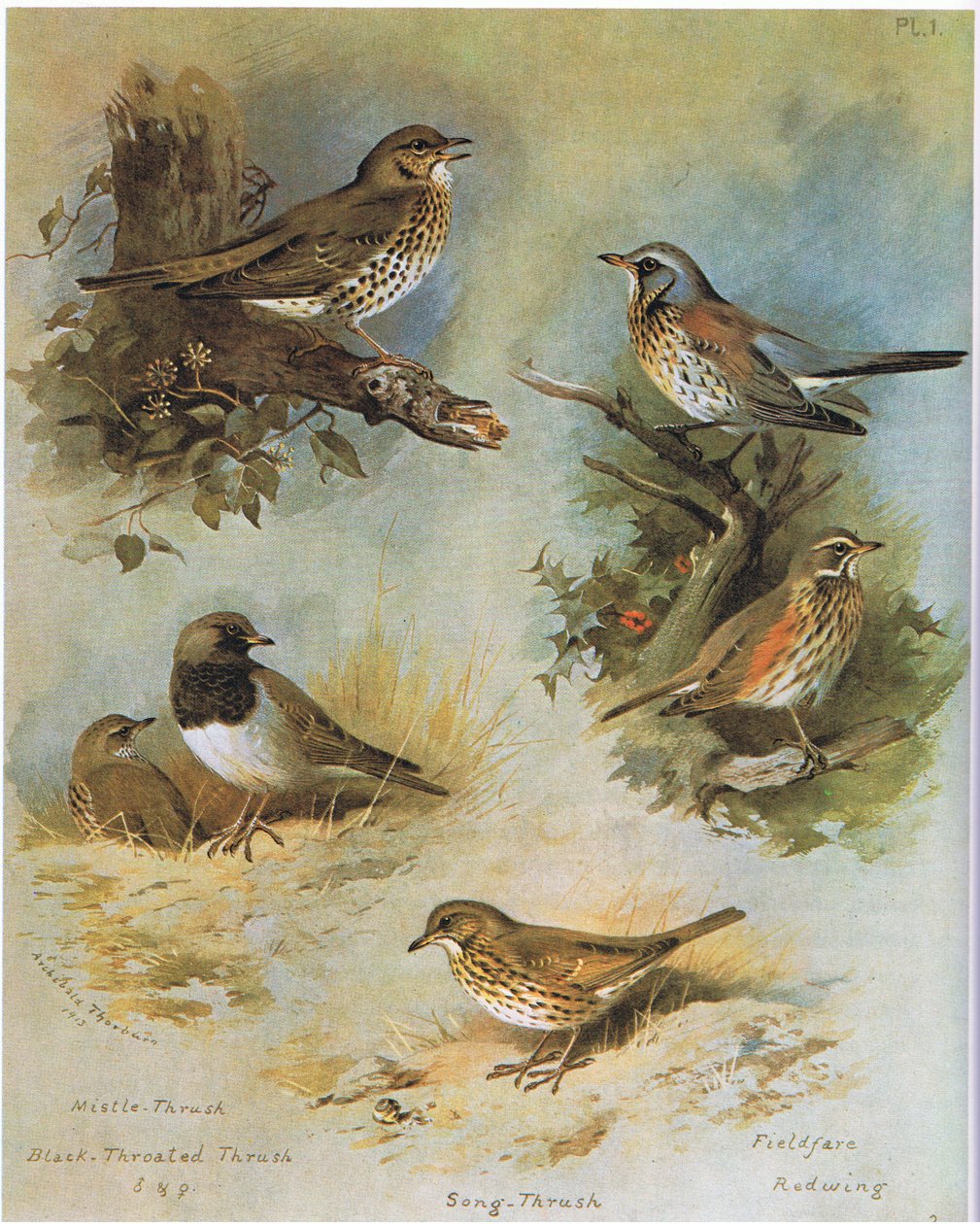 Grote Lijster, Zwartkeellijster, Zanglijster, Kramsvogel, Koperwiek, uitgegeven door Book Club Associates, 1972 door Archibald Thorburn