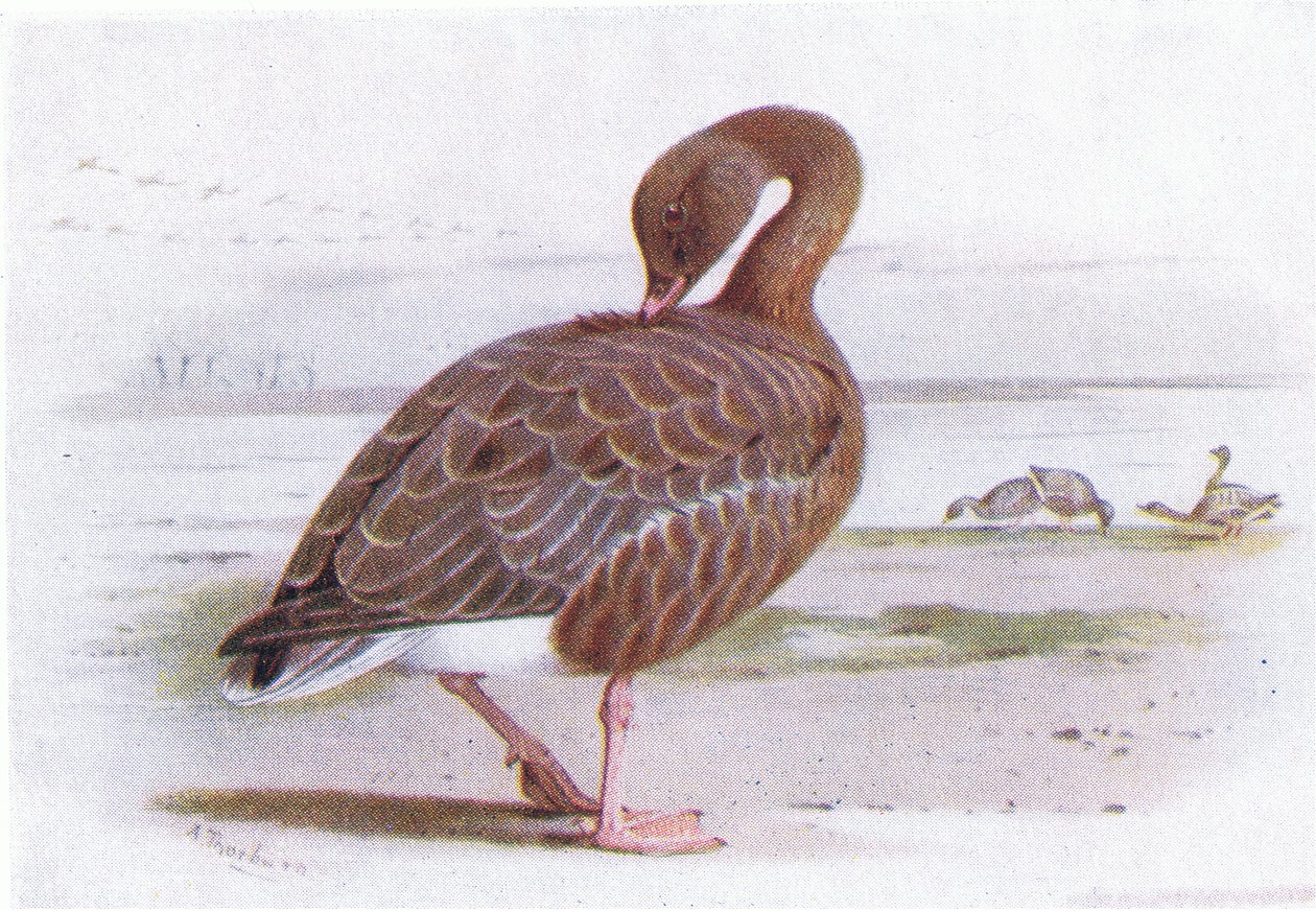 Rietgans door Archibald Thorburn