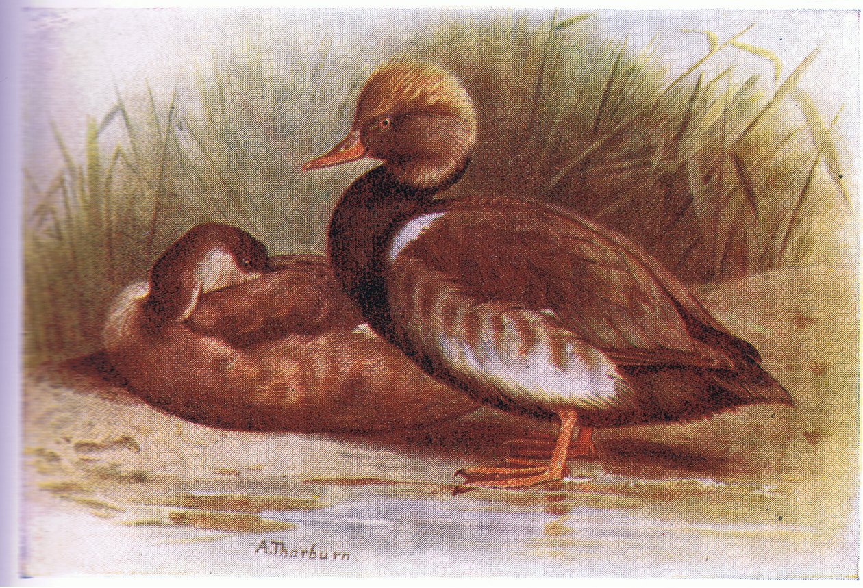 Krooneend door Archibald Thorburn