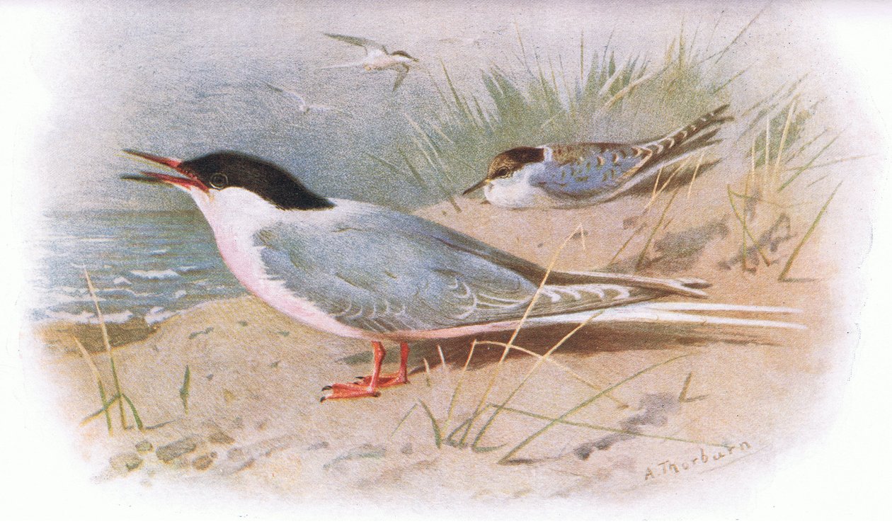 Roze stern, uit Britse Vogels gepubliceerd door Longmans, 1932 door Archibald Thorburn
