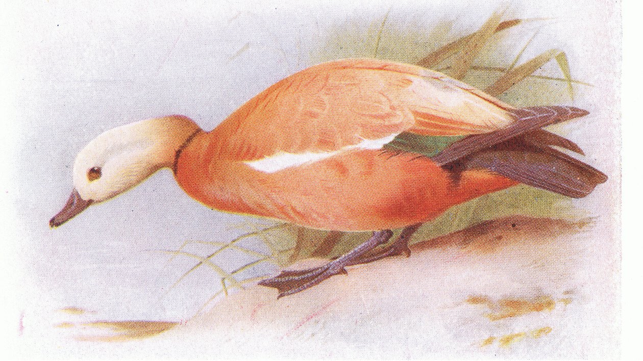 Ruddy Sheld Duck door Archibald Thorburn
