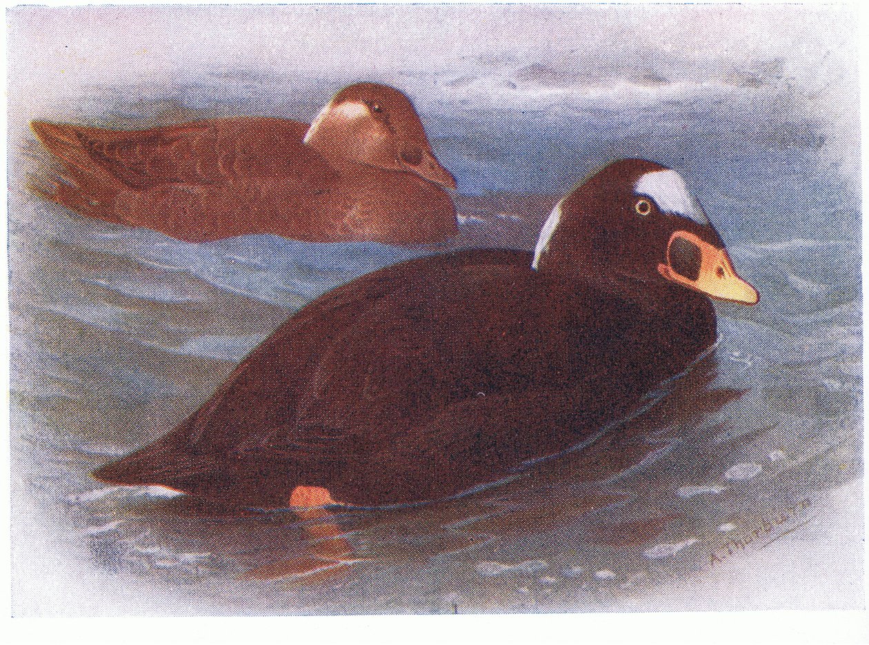 Surf Scoter door Archibald Thorburn