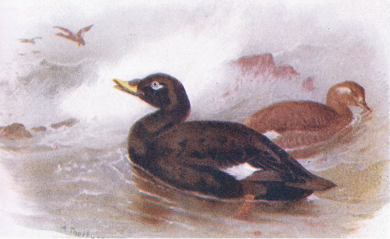 Zwarte Zee-eend door Archibald Thorburn