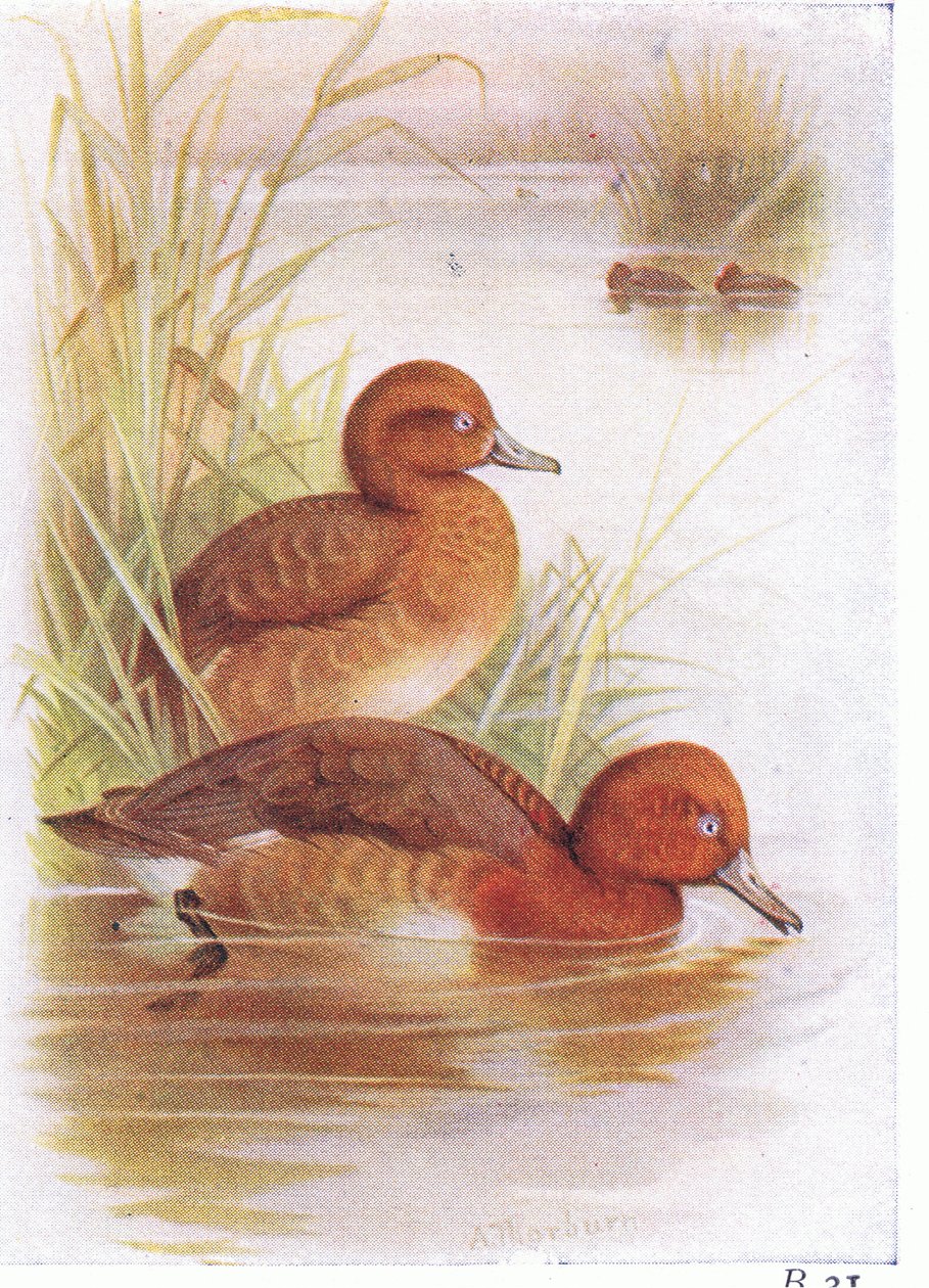 Witoogeend door Archibald Thorburn