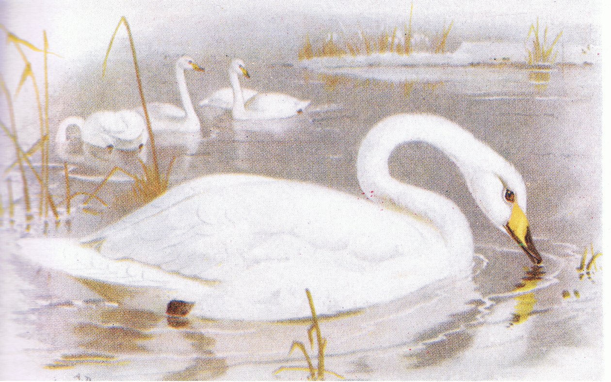 Wilde zwaan door Archibald Thorburn