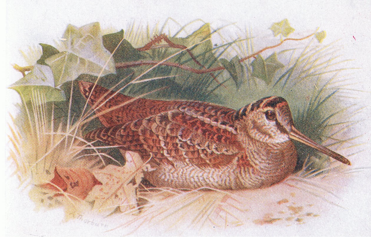 Houtsnip, uit Birds of the British Isles and Their Eggs gepubliceerd door Frederick Warne & Co Ltd, 1958 door Archibald Thorburn
