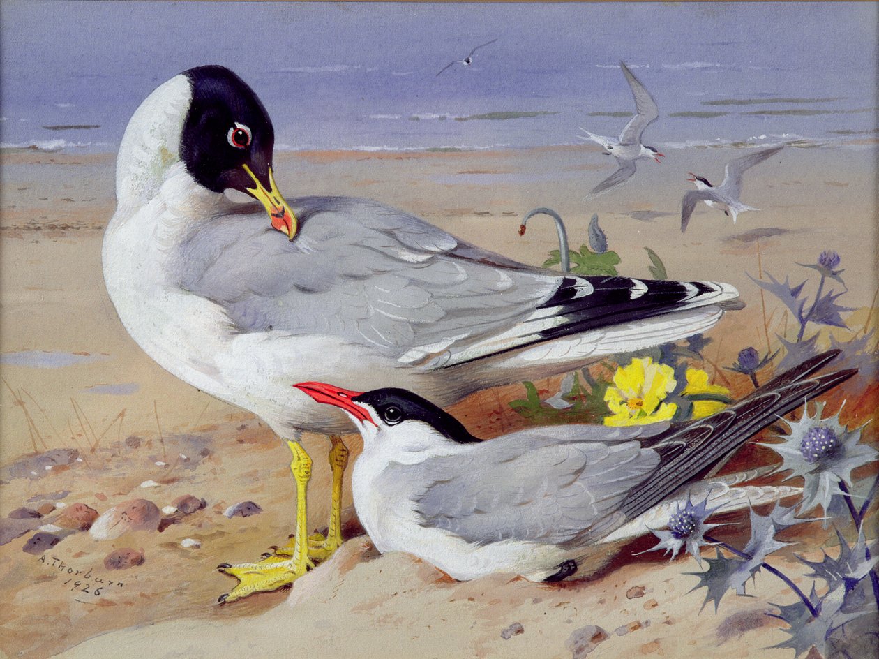 Zwartkopmeeuwen door Archibald Thornburn