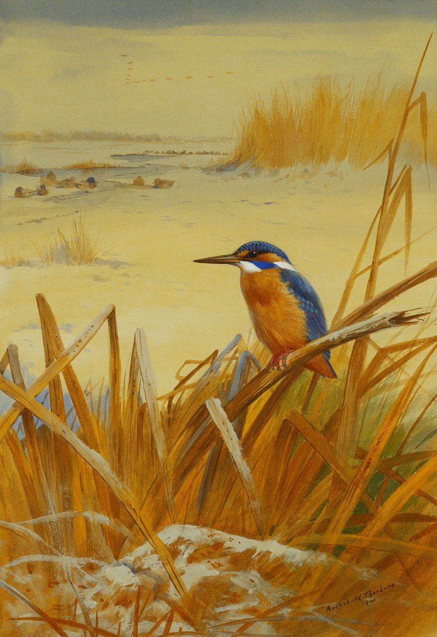 Een IJsvogel Tussen Riet in de Winter door Archibald Thorburn