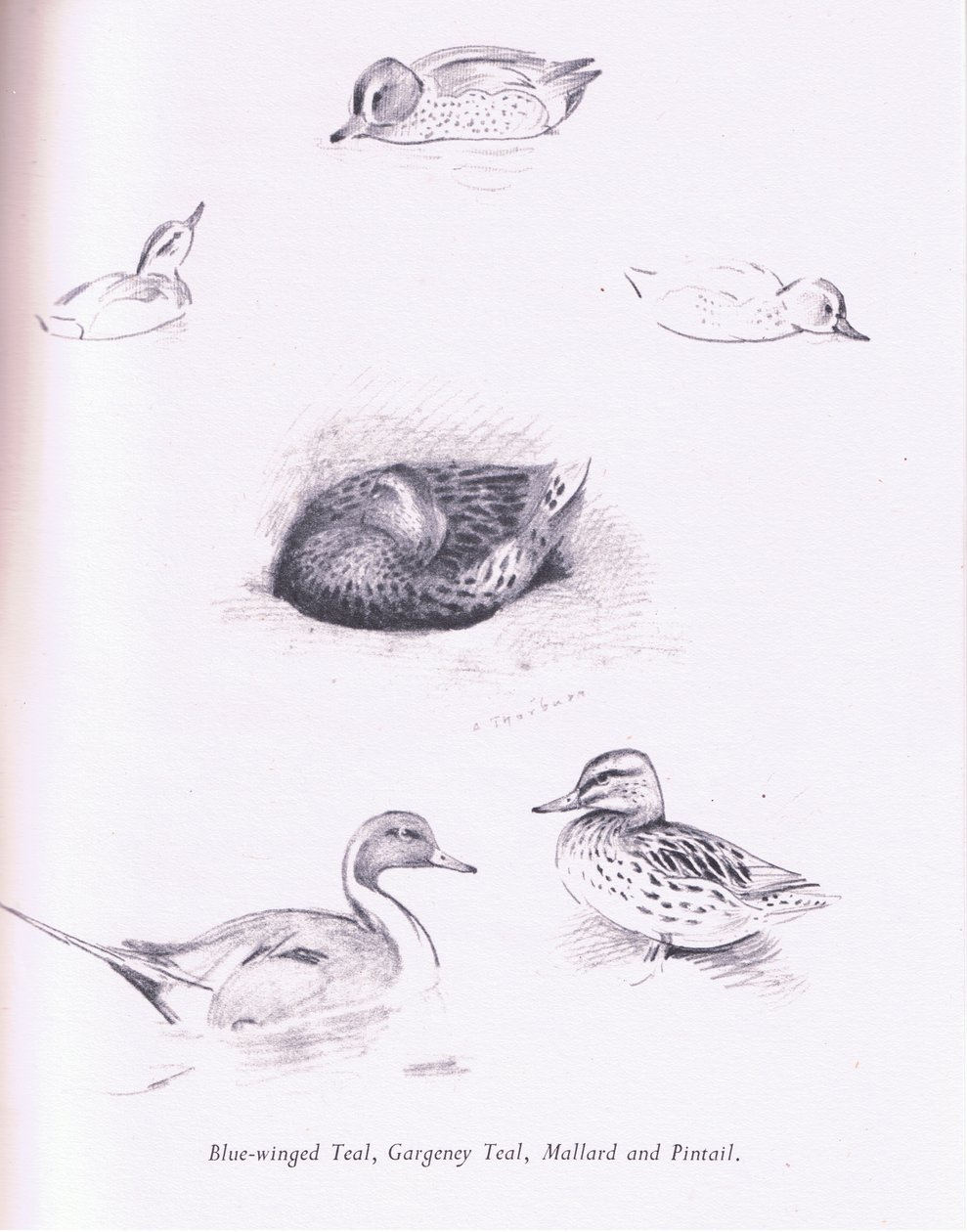 Blauwvleugeltaling, Zomertaling, Wilde Eend en Pijlstaart door Archibald Thorburn