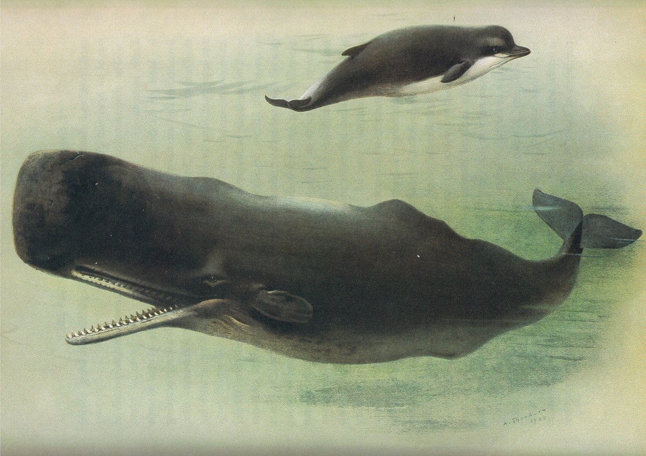 Butskop en potvis, uit Thorburns Zoogdieren gepubliceerd door Longmans and Co, ca. 1920 door Archibald Thorburn